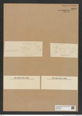 Diatomeae indet. Zeichnungen Sammlung Grunow Nr. 8230 (NHMW-BOT-W0377620)